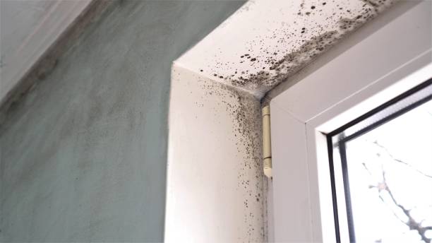 Best Residential Mold Removal  in Mackinac Island, MI