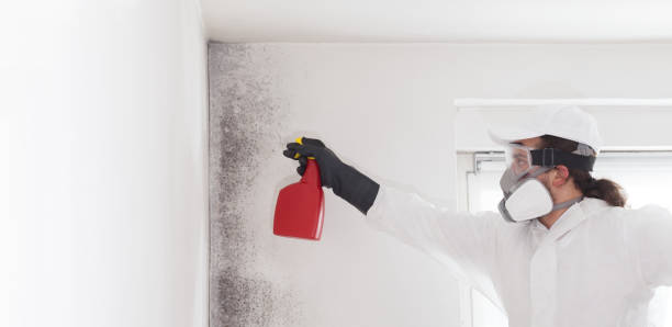 Best Certified Mold Removal  in Mackinac Island, MI