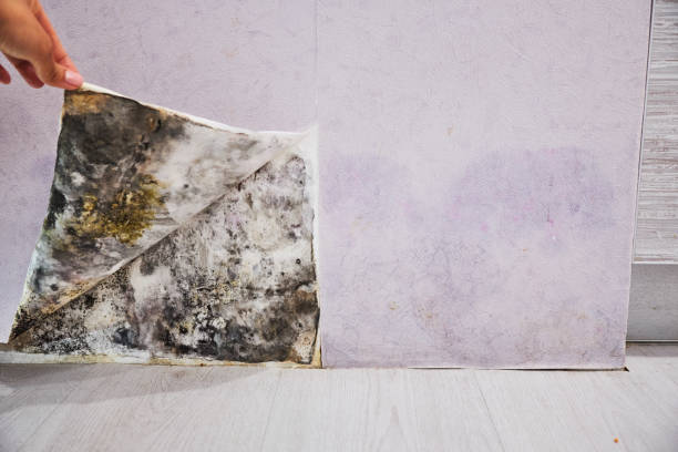 Best Same-Day Mold Removal  in Mackinac Island, MI